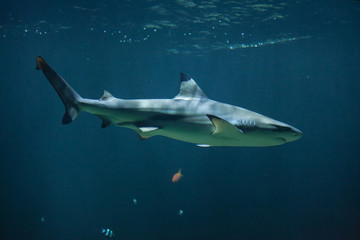 Fototapeta premium Blacktip reef shark (Carcharhinus melanopterus)