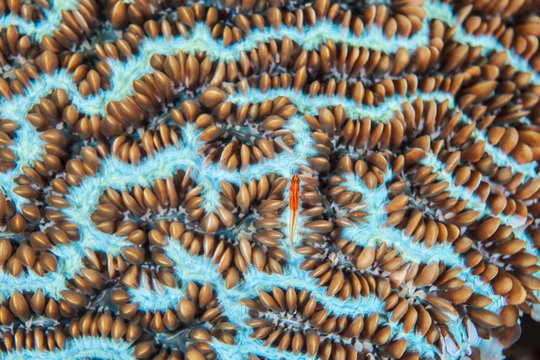 Goby ina a coral
