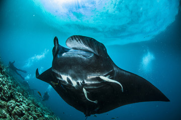 Oceanic manta ray in Raja Ampat