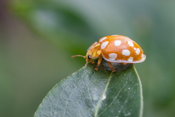 Sechzehnfleckiger Marienkäfer beim fressen auf einem Blatt © Bernd Wolter