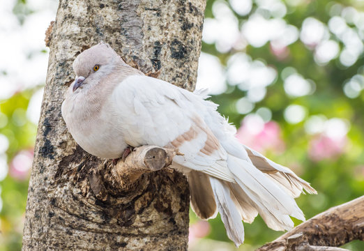 Pigeon bird are sick on tree branch