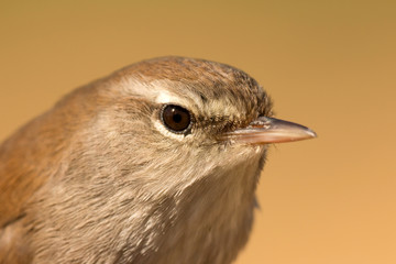 Profile of a little wild bird