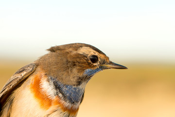 Profile of a little wild bird