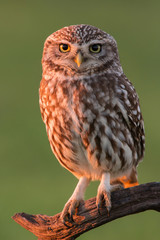Cute owl