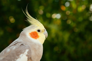 Beautiful parrot nymph