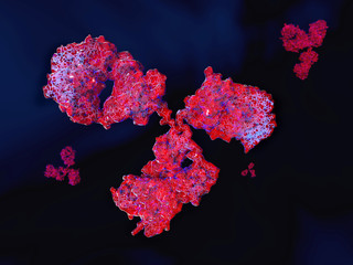 Antikörper, Die Bereiche mit deutlich sichtbaren Polypeptidketten (blau) sind die...