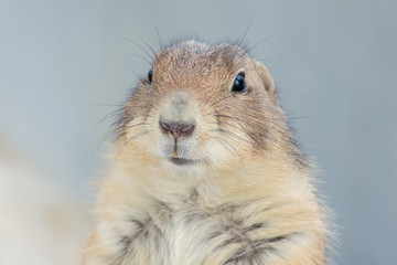 Prairie dog