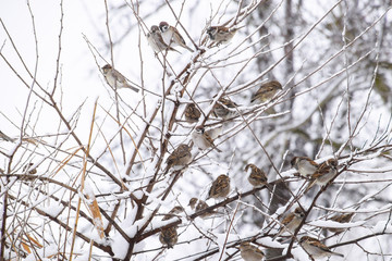 Sparrow on branches of bushes. Winter weekdays for sparrows. Common sparrow on the branches of currants