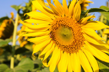 Sunflower and field against a bright sky