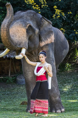 Pretty asian girl in traditional thai dress touching elephant's ivory