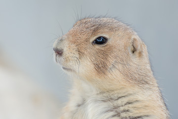 Prairie dog