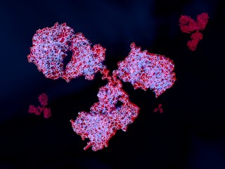 Struktur eines Antikörpers. Die blauen Linien sind die Polypeptidketten.
