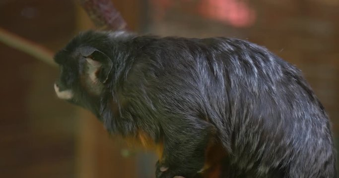 Monkey on Branch Looking to the Left and Right Excursion to the Zoo Nature Wildlife Biology Zoology Studying of Animals Funny Curious Black Animal Outdoors