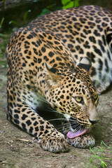 Fototapeta na wymiar Sri Lankan leopard (Panthera pardus kotiya)