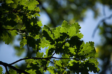 Fototapeta na wymiar Pedunculate oak (Quercus robus).