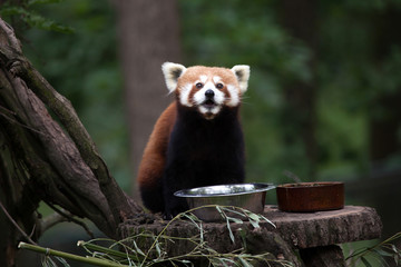 Naklejka premium Western red panda (Ailurus fulgens fulgens)