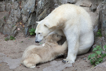 Polar bear (Ursus maritimus).