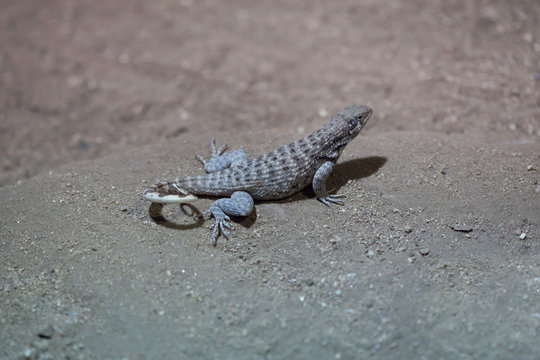 Northern curly-tailed lizard (Leiocephalus carinatus)