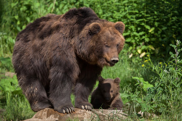 Plakat Kamchatka brown bear (Ursus arctos beringianus)