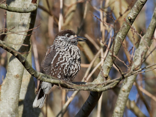 Eurasian nutcracker (Nucifraga caryocatactes)