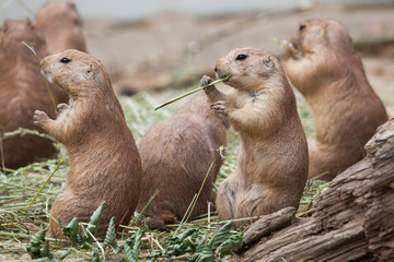 Black-tailed prairie dog (Cynomys ludovicianus)