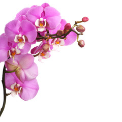 Pink streaked orchid flower