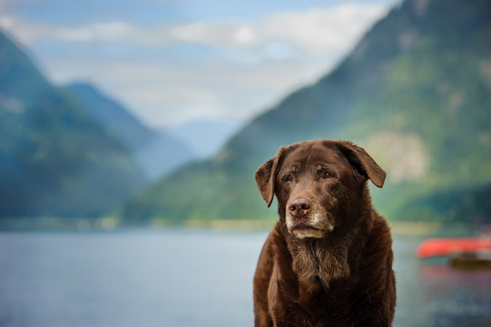 Senior Chocolate Labrador Retriever dog 