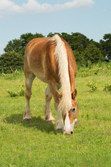 Fototapeta premium Belgian draft horse grazing in pasture