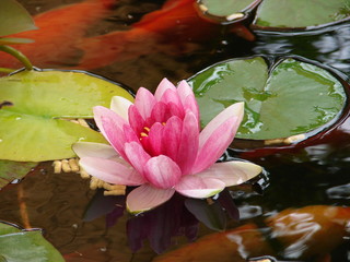 Rotwei&szlig;e Seerose im Koiteich