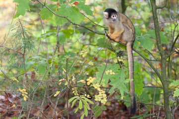 a monkey at the zoo