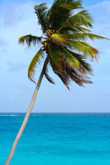 Breeze day, palmt tree turquoise sea