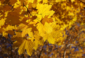 Branch of yellow autumn maple