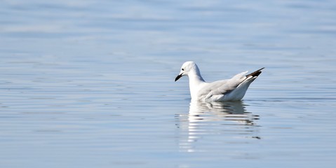 Fototapeta na wymiar Close up of Seagull swimming in the Berg River