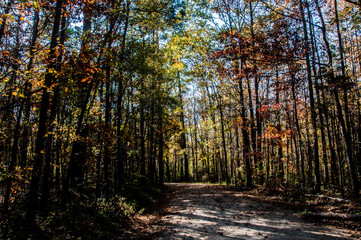 Campbell Park fall foliage