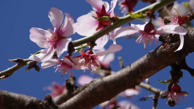 Almond tree flowers in Morocco