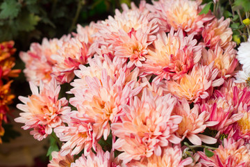 chrysanthemum flowers