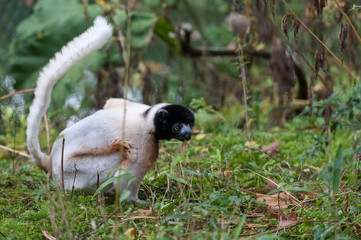 white Kroonsifaka