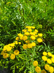 Tansy flowers (Tanacetum vulgare, Common Tansy, Cow Bitter, Mugw