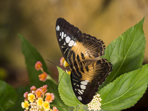 Brown Clipper On Lantana