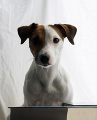 Jack Russell and the book, smart dog, books and a dog