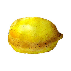 Watercolor illustration of fruit lemon isolated on white background. Juicy fruit for your fashion design postcards, backgrounds, banners, prints.