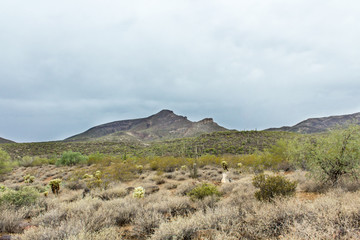 Desert Landscape