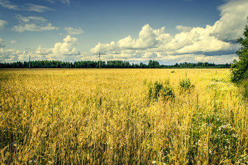 Beautiful view of the field and the blue sky on a sunny day. Dramatic  picturesque scene. Location place: Ukraine, Europe. Artistic picture. Beauty world. Soft filter effect.