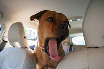 Red dog standing and yawning in back end of a car 