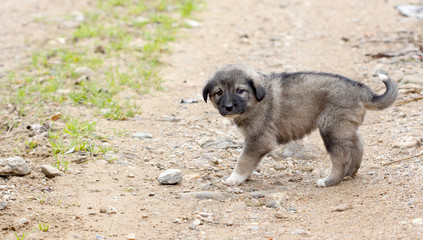 sad puppy on the village road