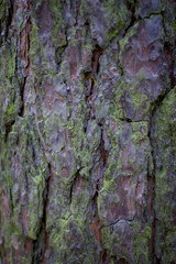 Tree bark background