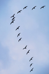 Cormorants flying in a V formation against the cloudy sky. 