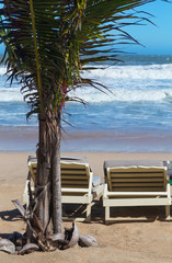 summer beach sun chairs lounger near tropical sea
