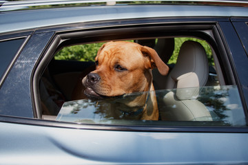 Red dog standing on guard with hostile look and sticking out its head out of open window in back end of a car 