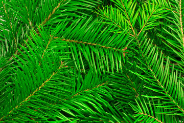 green background of trees